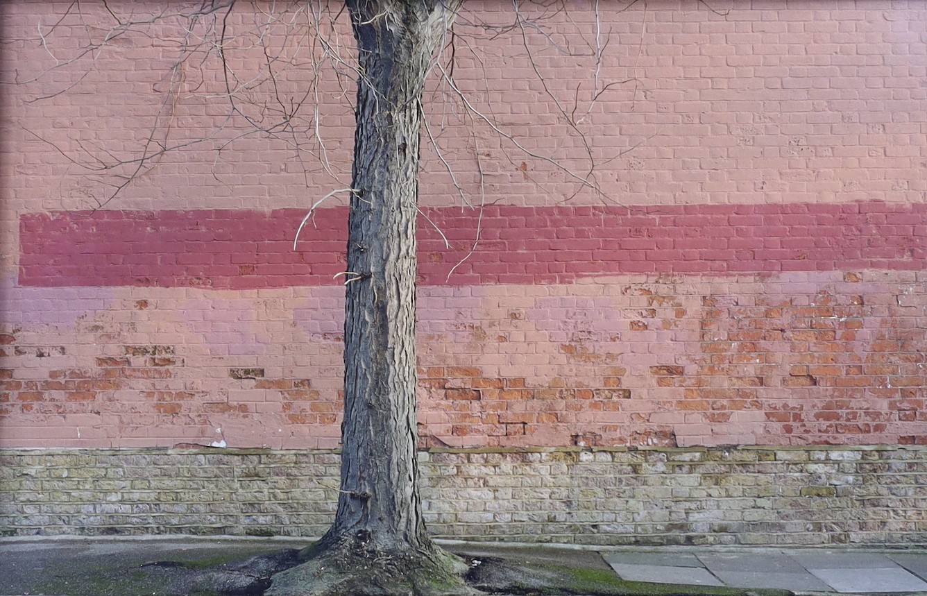 Attributed to Stephen Scott Patterson, colour photograph, Tree trunk and brick wall, Darbyshire White label verso, 34 x 51cm